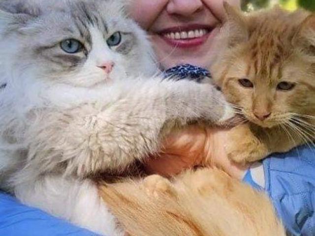 Best Siberian Kitten for Sale