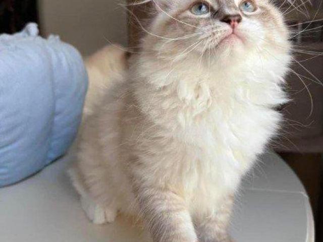 Buying Siberian Kittens Online