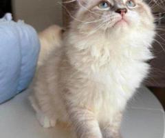 Buying Siberian Kittens Online