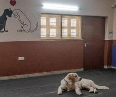 Safe and Comfortable Boarding for Dogs in Goa