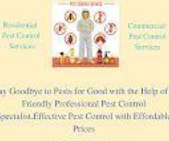 Affordable Anti Termite Pest Control Near Me || Star Pest Control