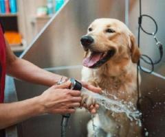 Professional Pet Salon Services in Goa for Dog Grooming