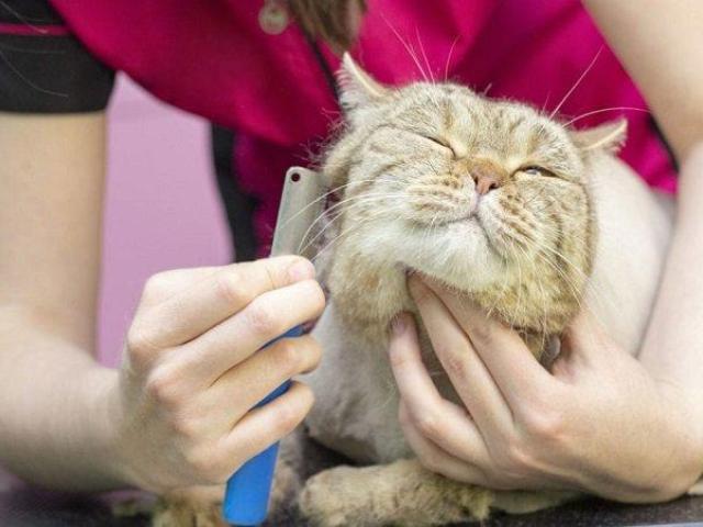 Affordable Cat Grooming Services in Goa - GlamPetz