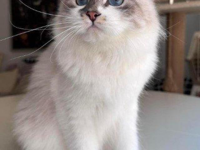 Kia Siberian Kitten