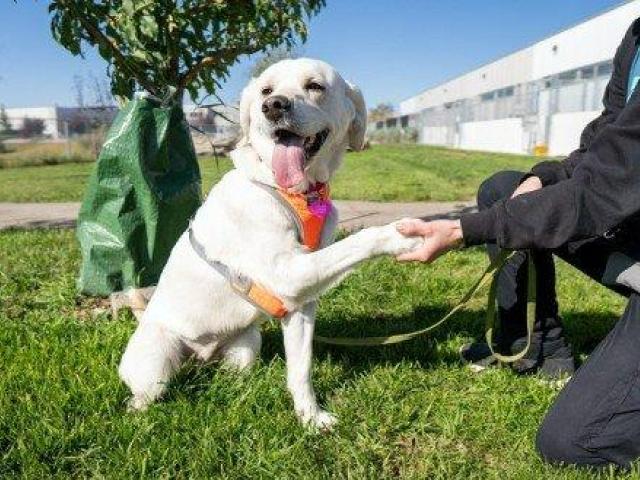 Improve Your Dog's Behaviour With Our Training Services in Goa Today