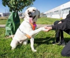 Improve Your Dog's Behaviour With Our Training Services in Goa Today