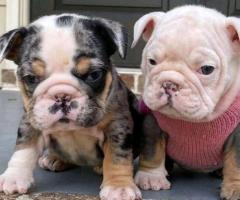 Akc registered English Bulldog puppies