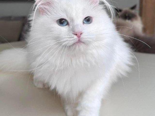 About Tia Places Buy Siberian Kittens