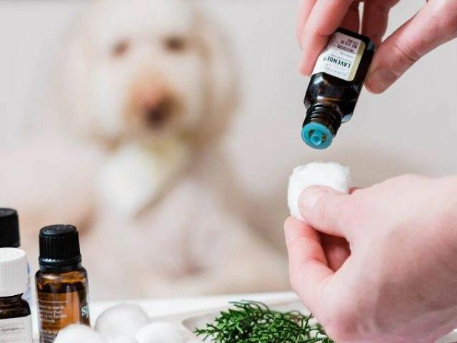 Reduce Pet Anxiety Naturally: GlamPetz Aromatherapy Center in Secunderabad