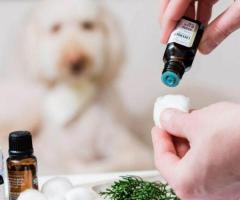 Reduce Pet Anxiety Naturally: GlamPetz Aromatherapy Center in Secunderabad