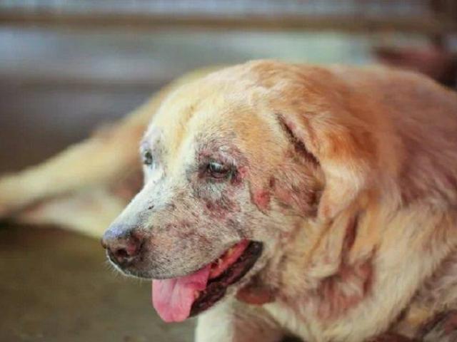 Safe & Effective Pet Skin Treatments: Trusted Veterinary Professionals in Secunderabad