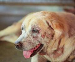 Safe & Effective Pet Skin Treatments: Trusted Veterinary Professionals in Secunderabad