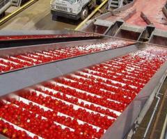 Tomato Processing Plant Equipment for Sale – India