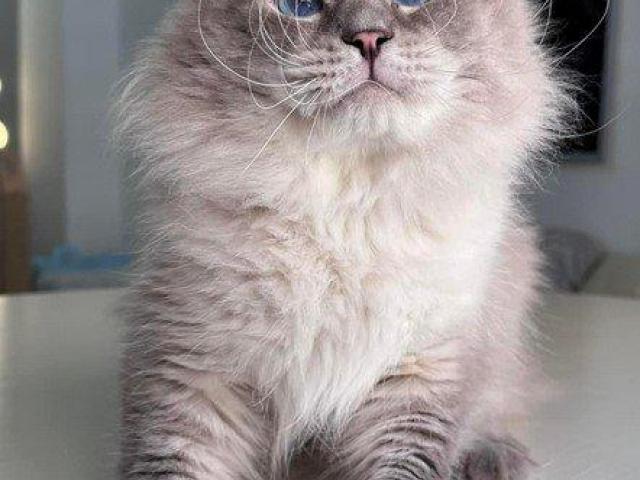 Siberian Kittens Russ for Sale