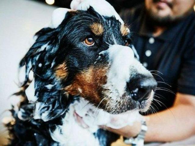 Flake-Free Pet Dandruff Solutions in Secunderabad - GlamPetz