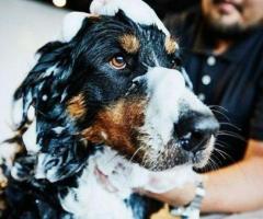 Flake-Free Pet Dandruff Solutions in Secunderabad - GlamPetz