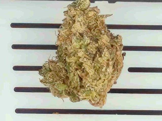 Buy Cannabis in Bemidji – Premium Products at Great Prices