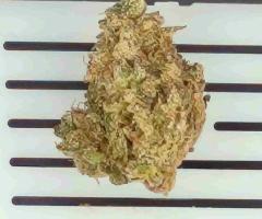 Buy Cannabis in Bemidji – Premium Products at Great Prices