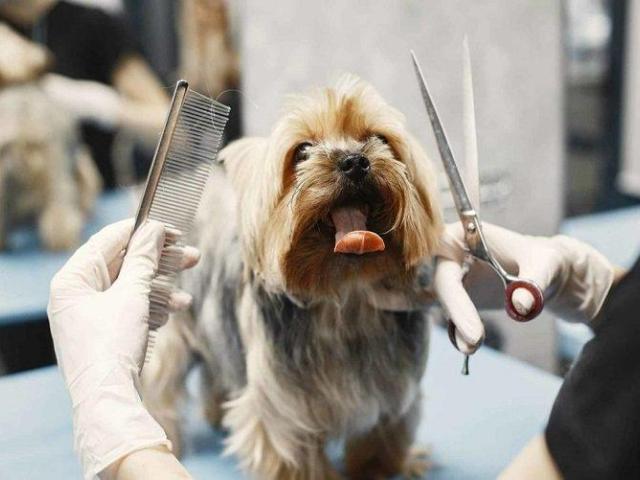 Keep Your Pet Happy and Tangle-Free with GlamPetz Secunderabad De-Matting