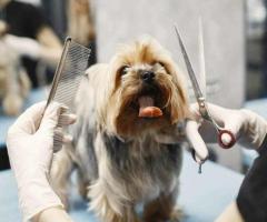 Keep Your Pet Happy and Tangle-Free with GlamPetz Secunderabad De-Matting