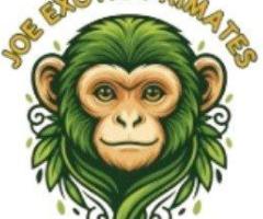 About Joe Exotic Primates: Passion, Ethics, and Expertise