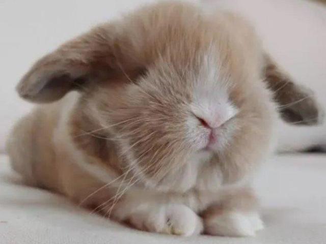 Gold Holland Lop Bunnies for Sale