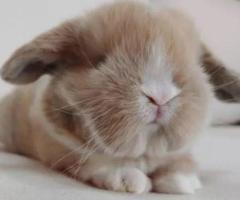 Gold Holland Lop Bunnies for Sale