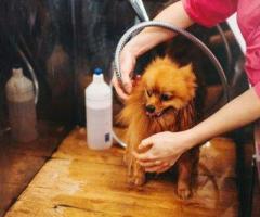 Gentle & Safe Pet Hair Clipping in Secunderabad