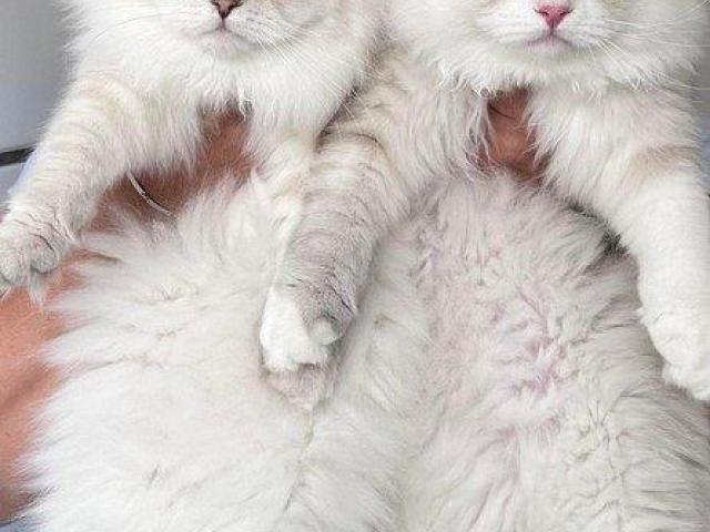 Healthy Siberian Kittens for Sale
