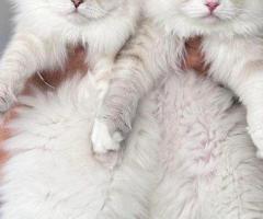 Healthy Siberian Kittens for Sale