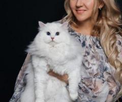 Buy Siberian Cats Online