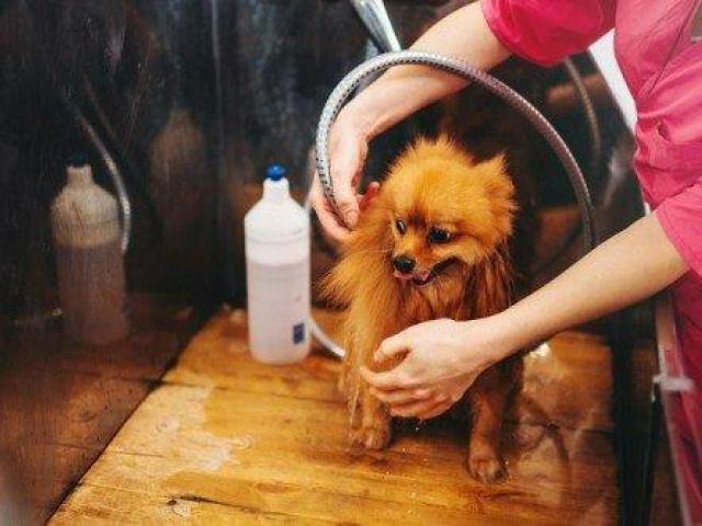 Expert Pet Hair Cutting in Secunderabad - Cute and Clean
