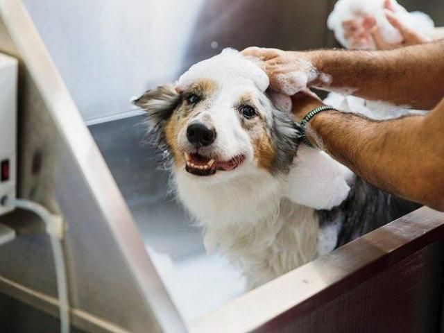 Rejuvenate Your Pet With Our Spas In Secunderabad
