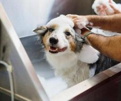 Rejuvenate Your Pet With Our Spas In Secunderabad