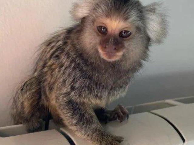 Marmoset Monkey Male
