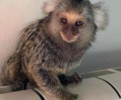 Marmoset Monkey Male