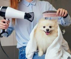 Gentle Pet Grooming Care in Secunderabad