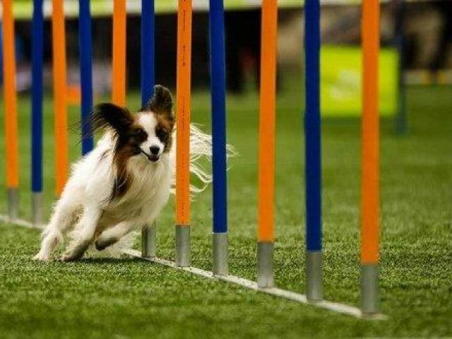Pet Training in Secunderabad that Elevates the Behaviour