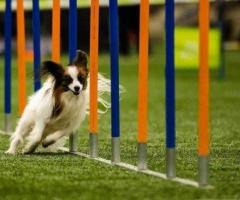 Pet Training in Secunderabad that Elevates the Behaviour