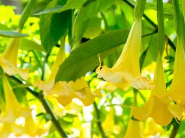 Angel Trumpet Plant for Colorful Outdoor Gardens