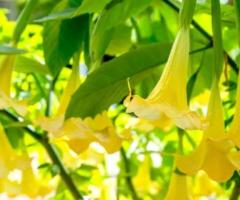 Angel Trumpet Plant for Colorful Outdoor Gardens