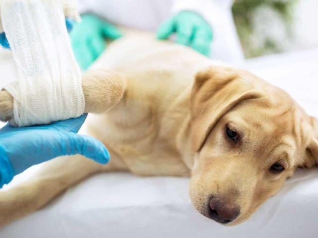 Compassionate Pet Surgery Richmond BC Services