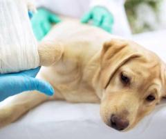 Compassionate Pet Surgery Richmond BC Services