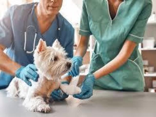 Trusted Pet Surgery Richmond BC Care