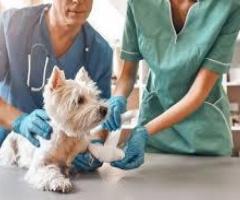 Trusted Pet Surgery Richmond BC Care