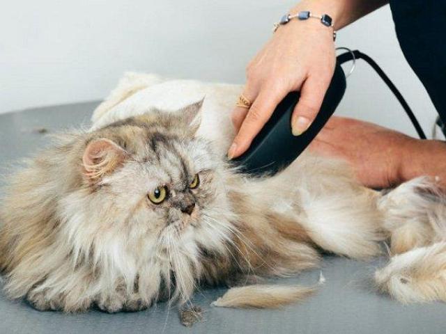 Prevent Matting With Top Cat Grooming Services in Secunderabad
