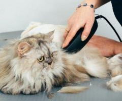 Prevent Matting With Top Cat Grooming Services in Secunderabad
