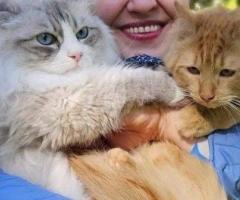 Best Siberian Kitten for Sale