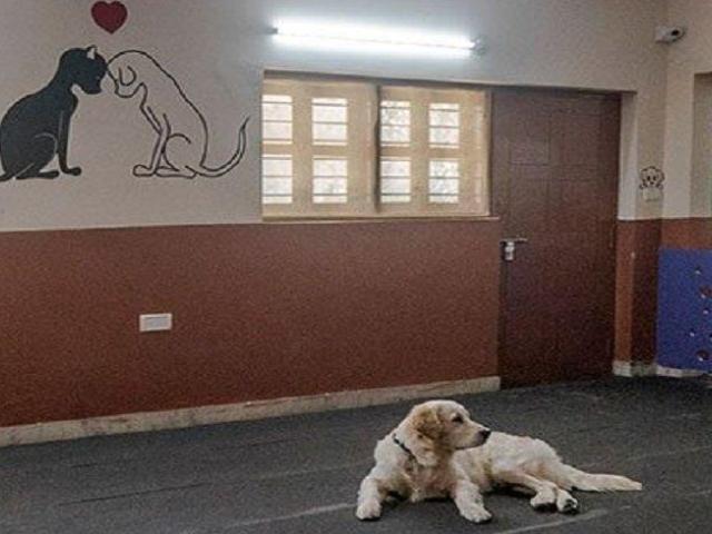 Safe Pet Hostel in Secunderabad for Comfortable Stays