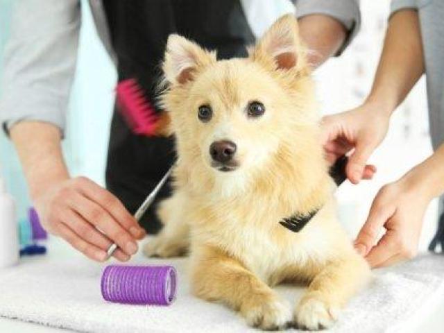 Improve Pet Hygiene and Wellness with Health Grooming in HITEC City